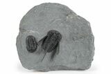 Cyphaspis Walteri With Gerastos Trilobite - Mrakib, Morocco #245930-2